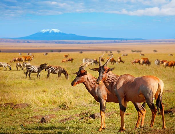 Amboseli