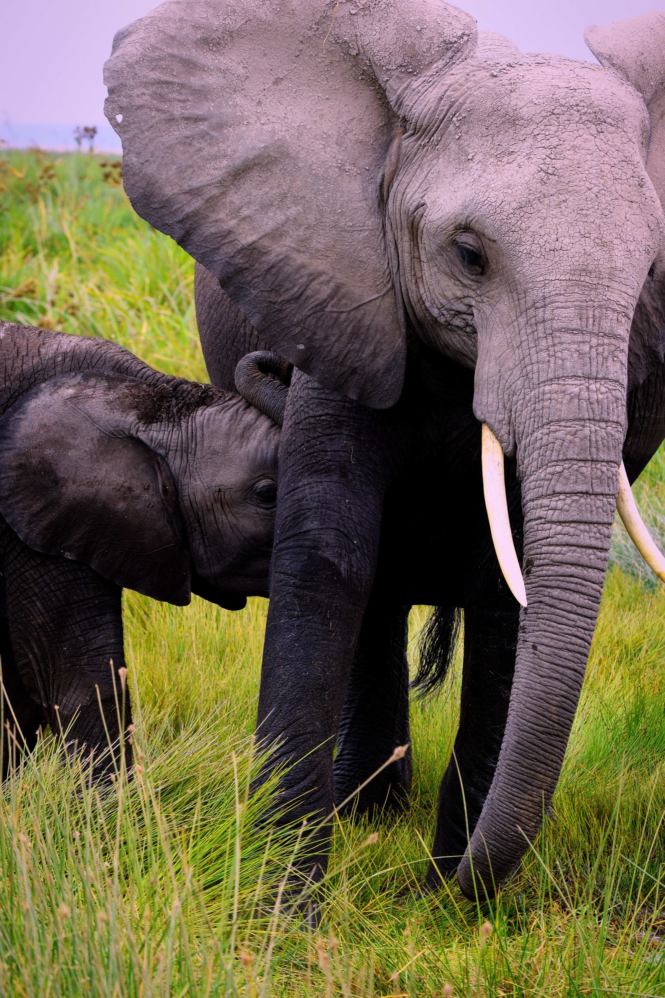 Amboseli