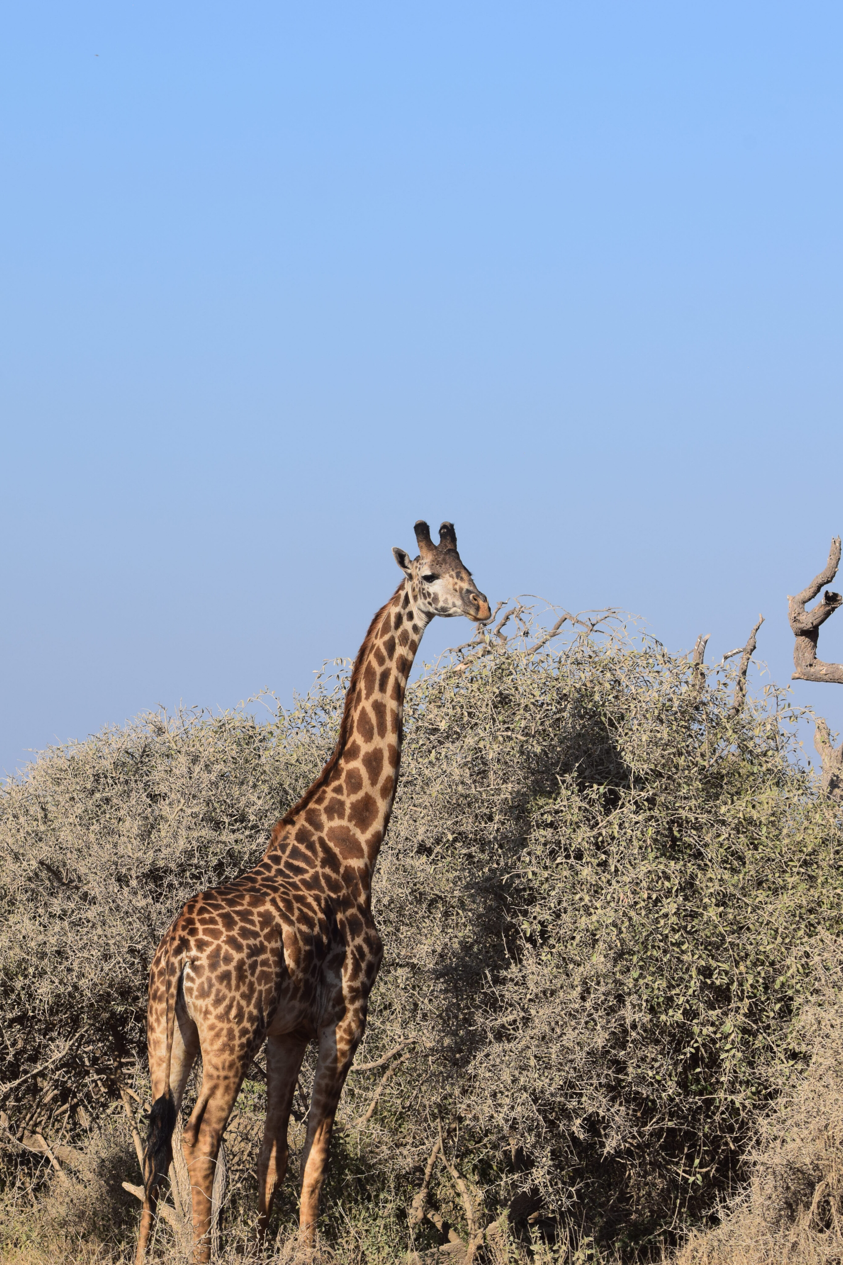 Luxury Safari in Kenya