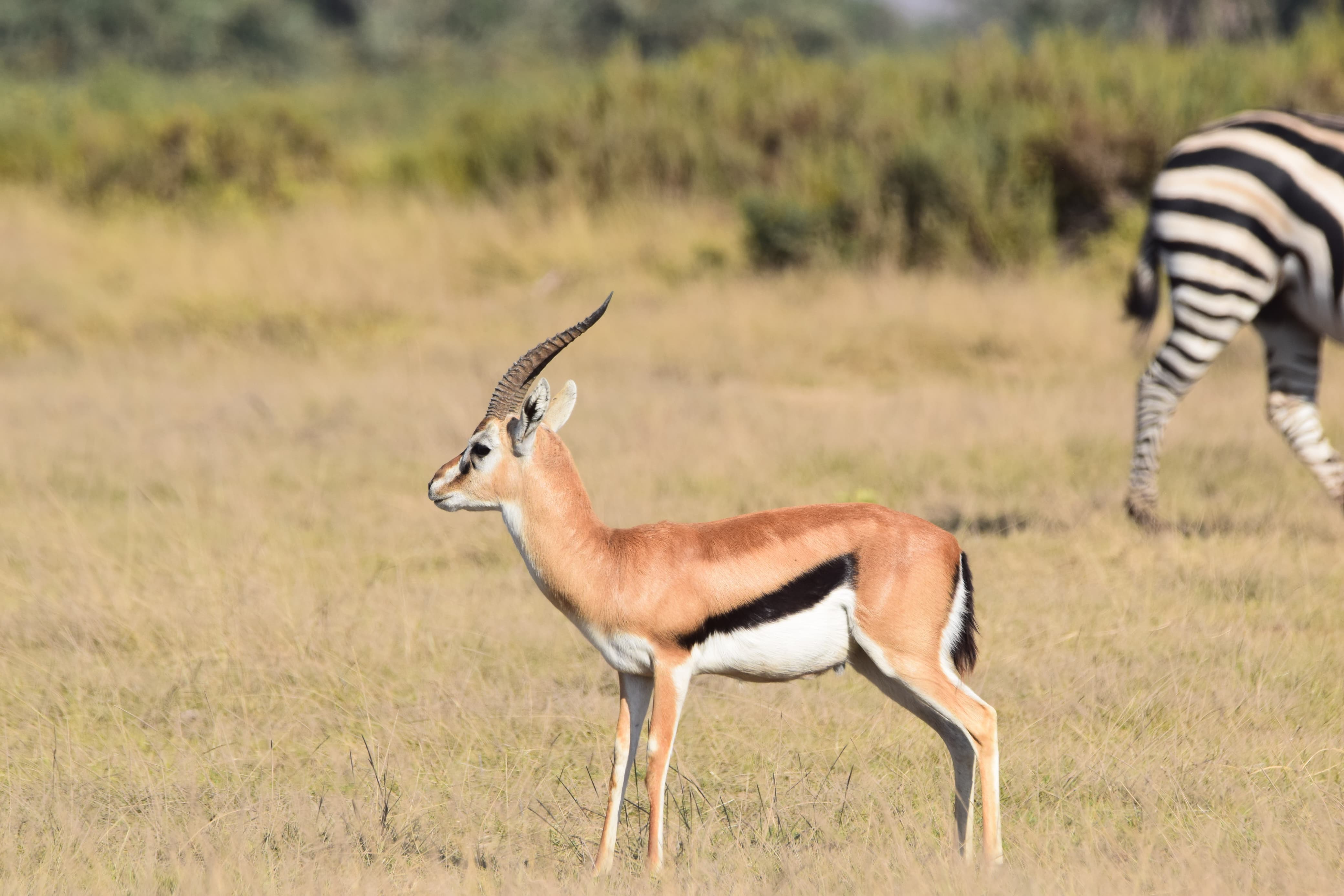 Kenya Coast