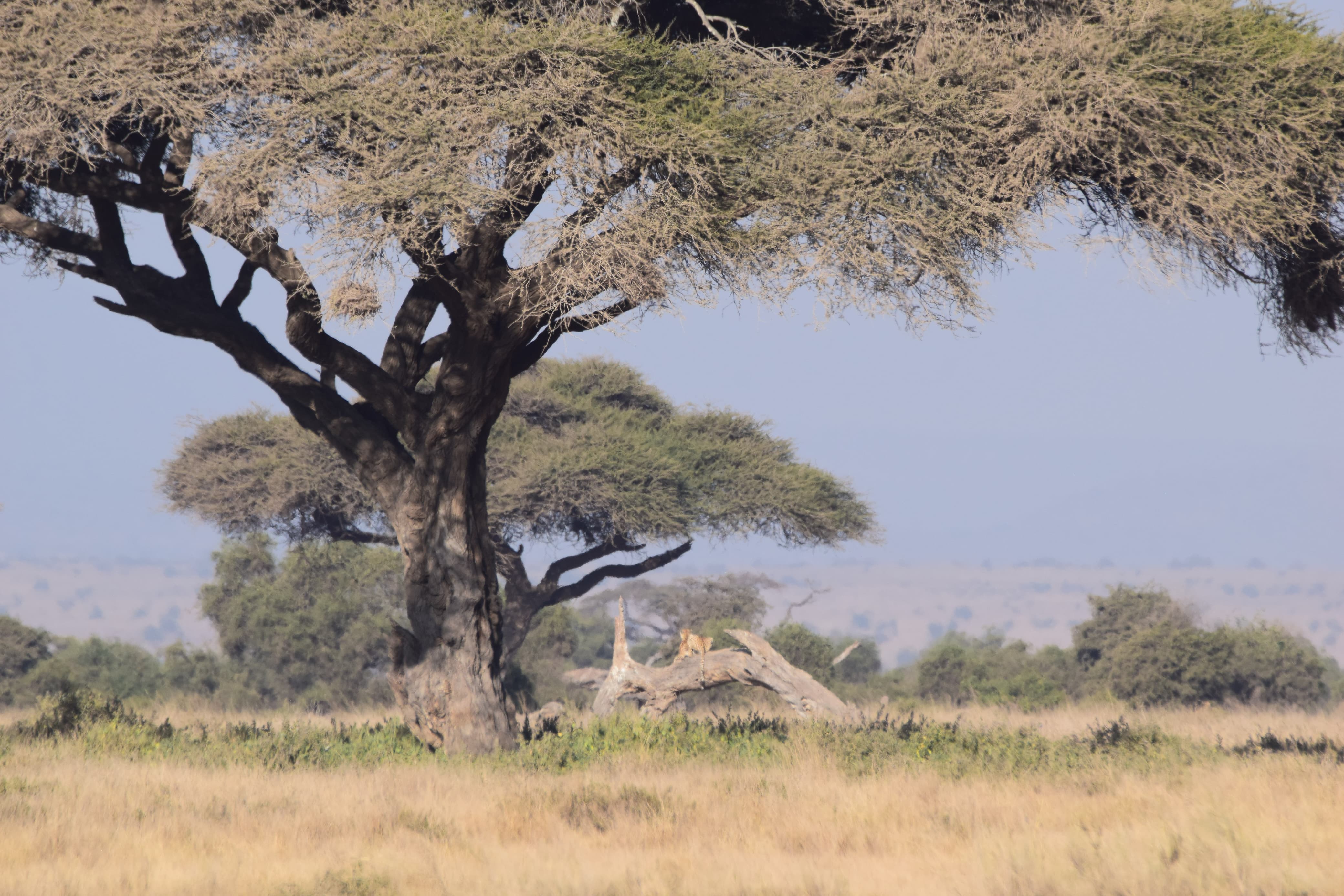 Serengeti