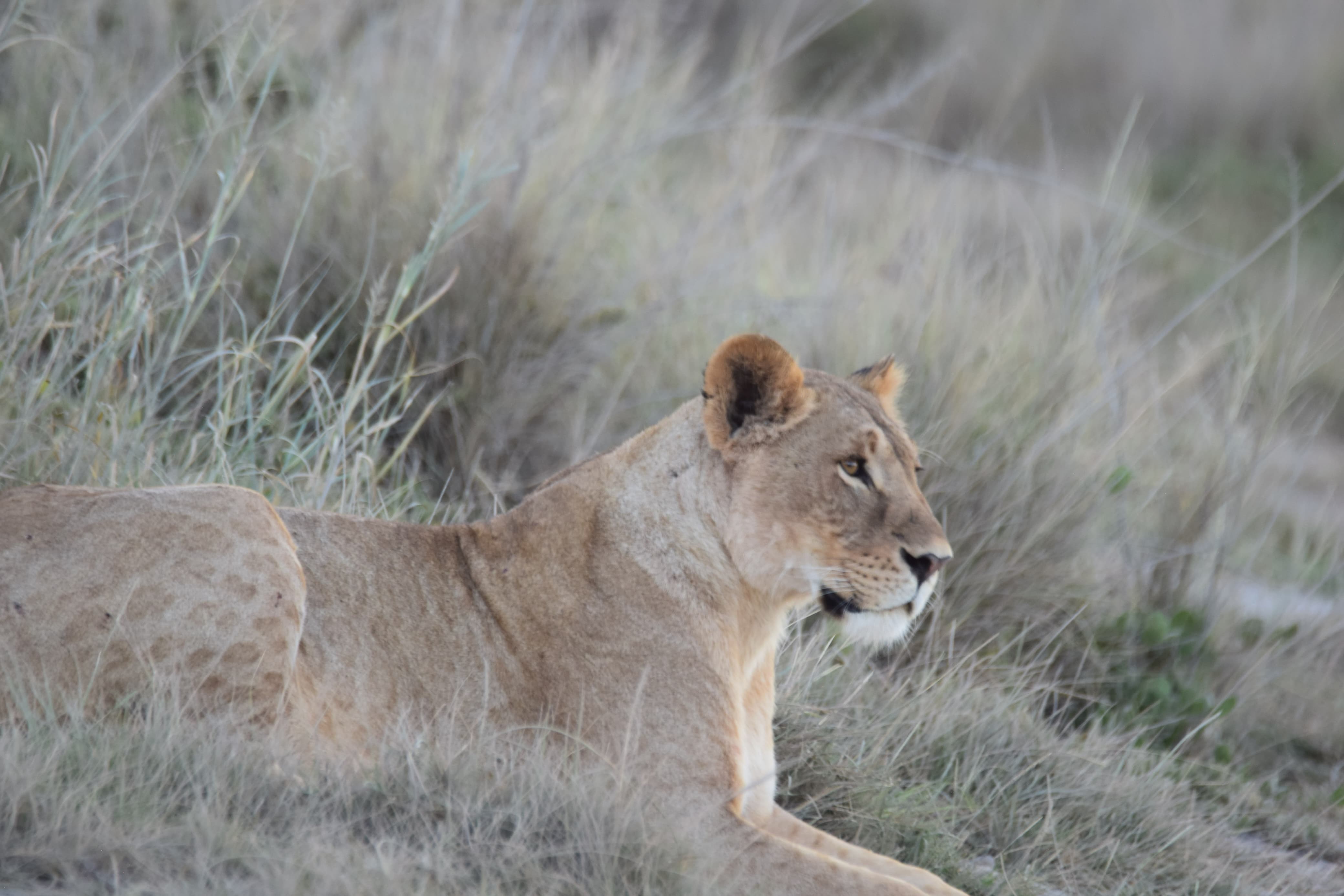 3 Days 2 Nights Rolling Plains of the Masai Mara Safari Itinerary