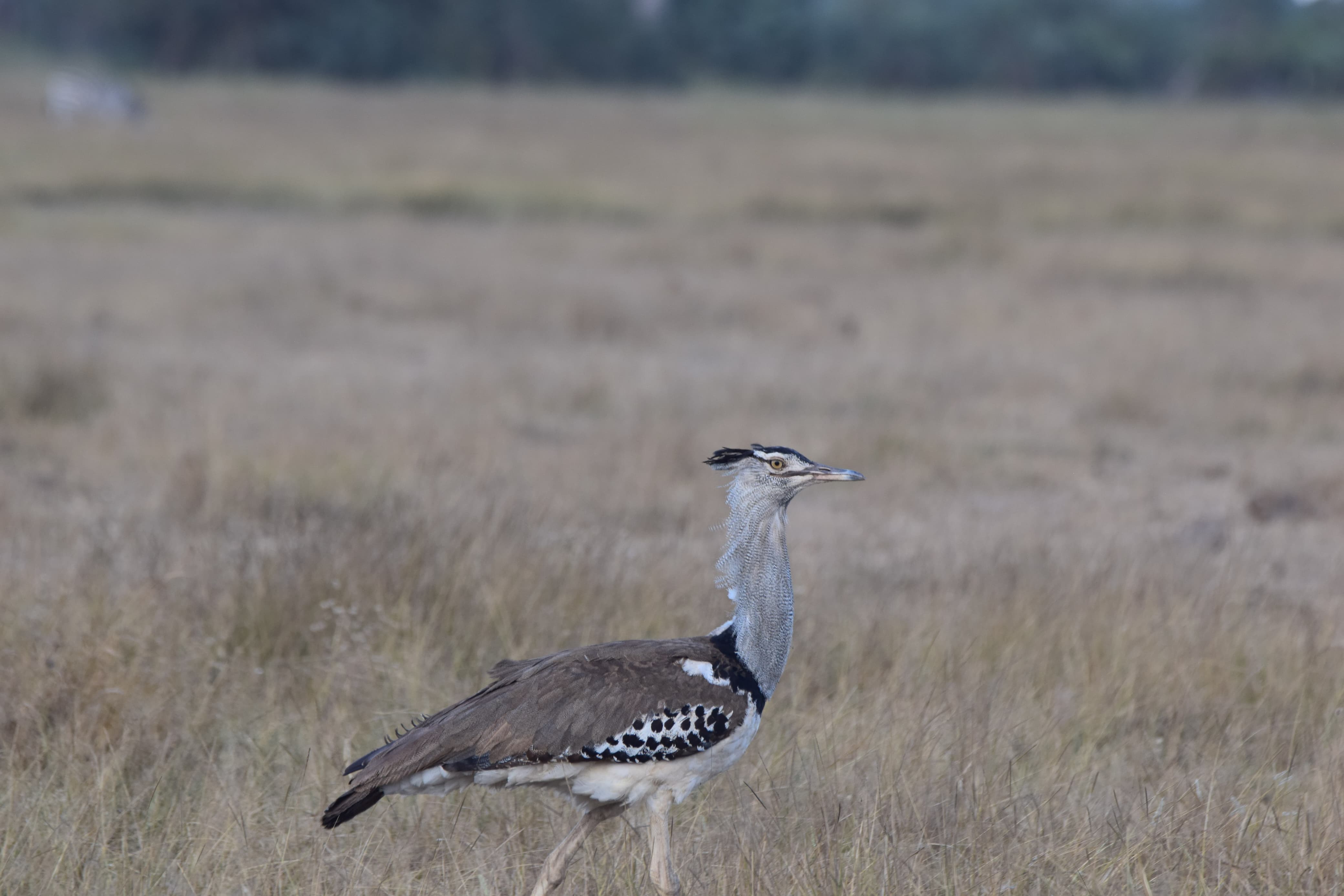 Northern Kenya